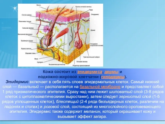 Кожа состоит из эпидермиса, дермы и подкожно-жировой клетчатки (гиподермы). Эпидермис включает в