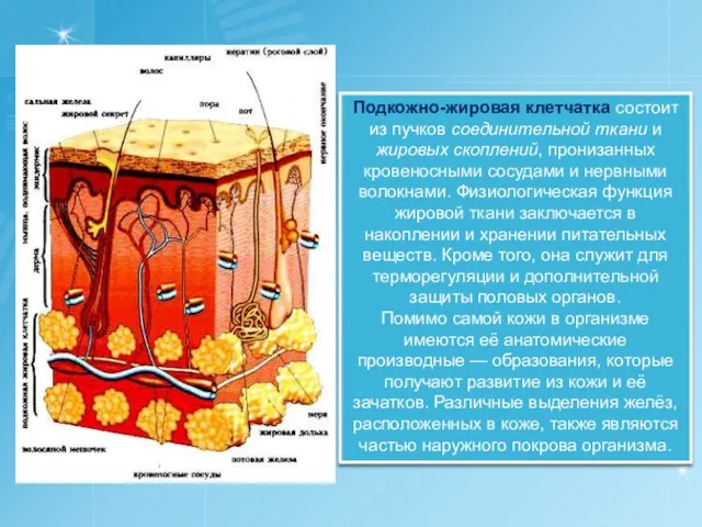 Подкожно-жировая клетчатка состоит из пучков соединительной ткани и жировых скоплений, пронизанных кровеносными