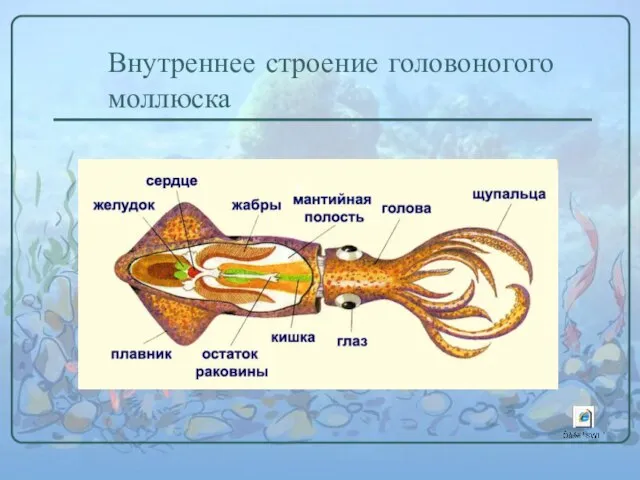 Внутреннее строение головоногого моллюска