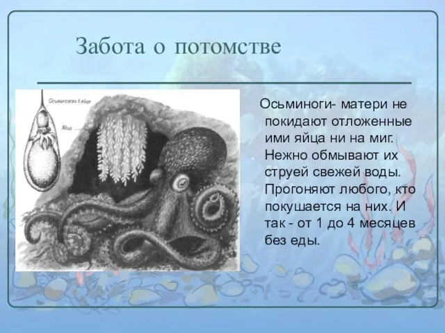 Забота о потомстве Осьминоги- матери не покидают отложенные ими яйца ни на