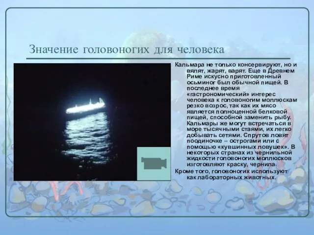 Значение головоногих для человека Кальмара не только консервируют, но и вялят, жарят,