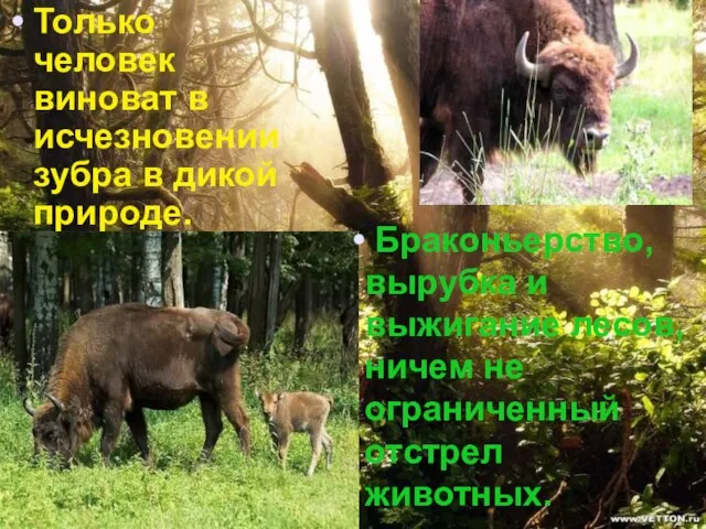 Только человек виноват в исчезновении зубра в дикой природе. Браконьерство, вырубка и