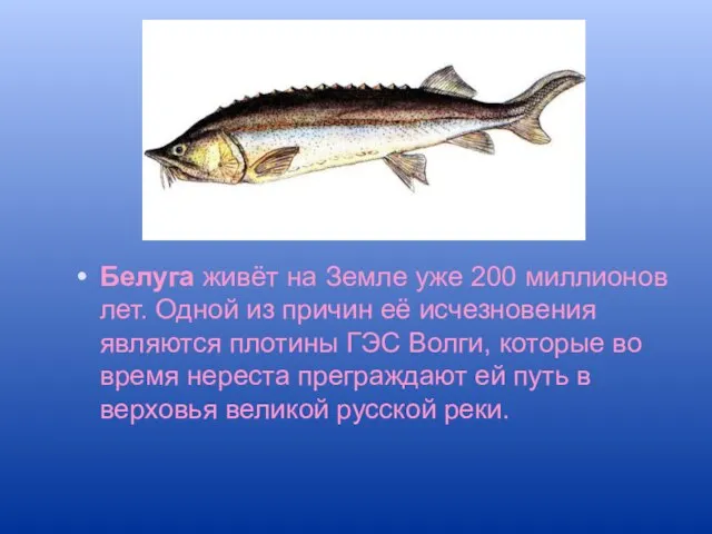 Белуга живёт на Земле уже 200 миллионов лет. Одной из причин её