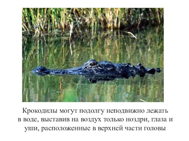 Крокодилы могут подолгу неподвижно лежать в воде, выставив на воздух только ноздри,