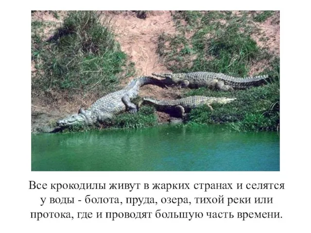 Все крокодилы живут в жарких странах и селятся у воды - болота,
