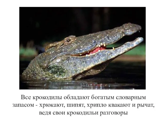 Все крокодилы обладают богатым словарным запасом - хрюкают, шипят, хрипло квакают и