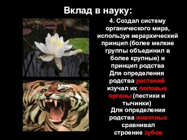 Вклад в науку: 4. Создал систему органического мира, используя иерархический принцип (более