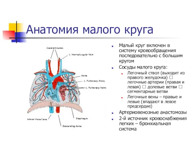 Анатомия малого круга Малый круг включен в систему кровообращения последовательно с большим