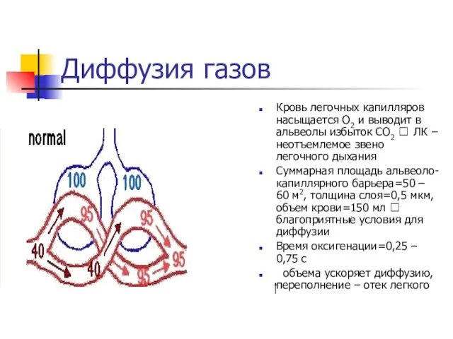 Диффузия газов Кровь легочных капилляров насыщается О2 и выводит в альвеолы избыток