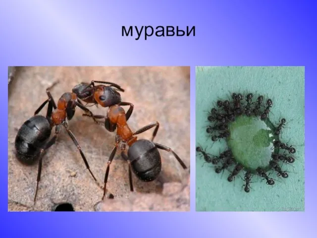 муравьи