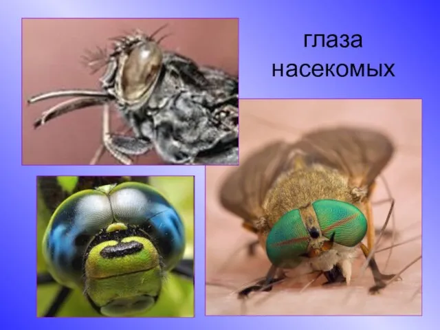 глаза насекомых