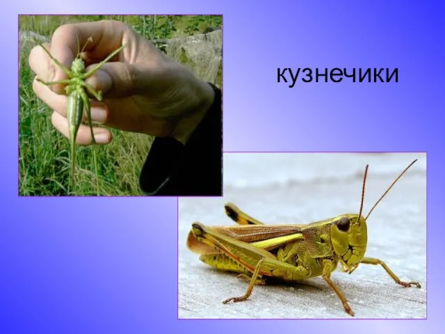 кузнечики