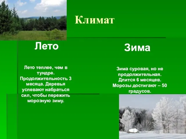 Климат Лето Зима Лето теплее, чем в тундре. Продолжительность 3 месяца. Деревья