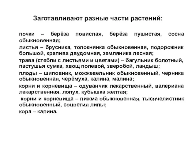 Заготавливают разные части растений: почки – берёза повислая, берёза пушистая, сосна обыкновенная;