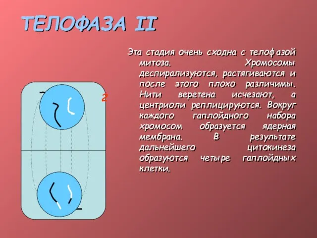 ТЕЛОФАЗА II Эта стадия очень сходна с телофазой митоза. Хромосомы деспирализуются, растягиваются