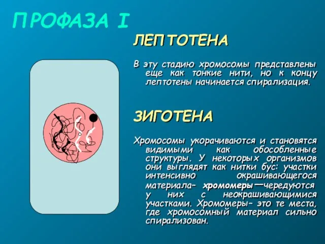 ПРОФАЗА I ЛЕПТОТЕНА В эту стадию хромосомы представлены еще как тонкие нити,