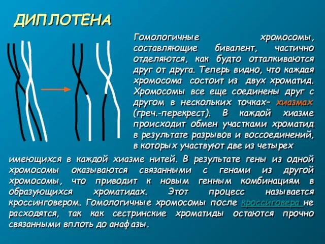 ДИПЛОТЕНА Гомологичные хромосомы, составляющие бивалент, частично отделяются, как будто отталкиваются друг от