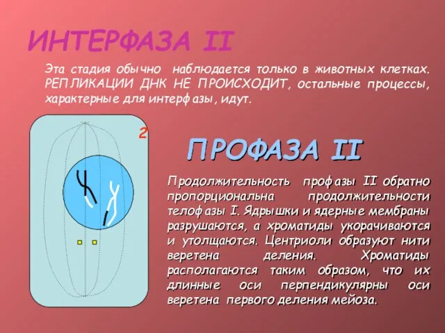 ИНТЕРФАЗА II Эта стадия обычно наблюдается только в животных клетках. РЕПЛИКАЦИИ ДНК