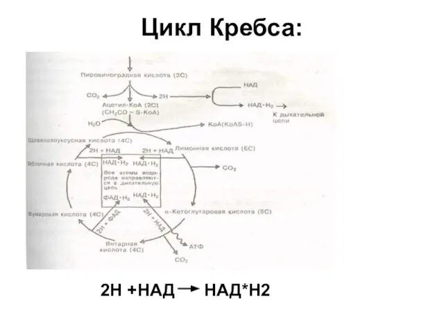 Цикл Кребса: 2Н +НАД НАД*Н2