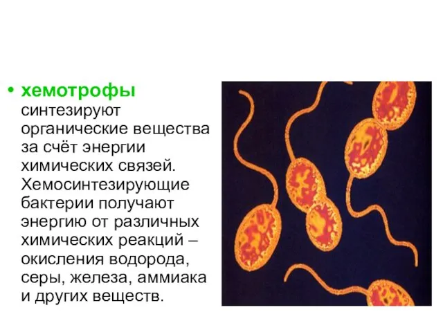 хемотрофы синтезируют органические вещества за счёт энергии химических связей. Хемосинтезирующие бактерии получают