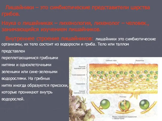 Лишайники – это симбиотические представители царства грибов. Наука о лишайниках – лихенология,