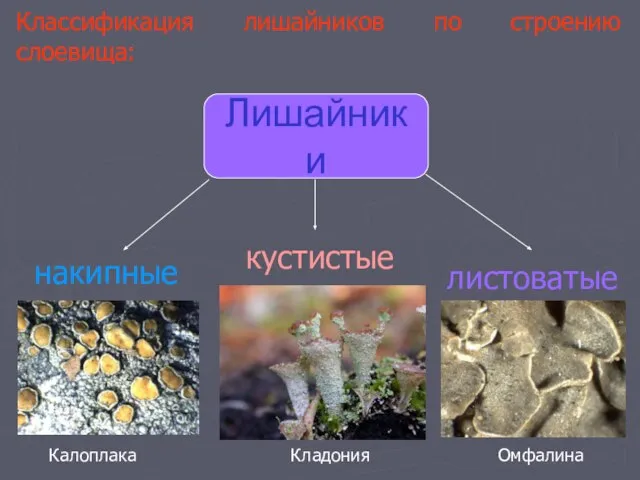 Классификация лишайников по строению слоевища: Лишайники накипные листоватые кустистые Калоплака Омфалина Кладония