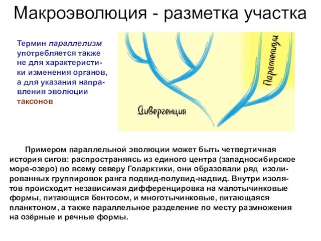 Макроэволюция - разметка участка Термин параллелизм употребляется также не для характеристи-ки изменения