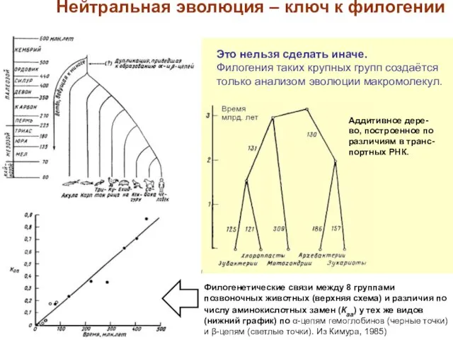 Филогенетические связи между 8 группами позвоночных животных (верхняя схема) и различия по