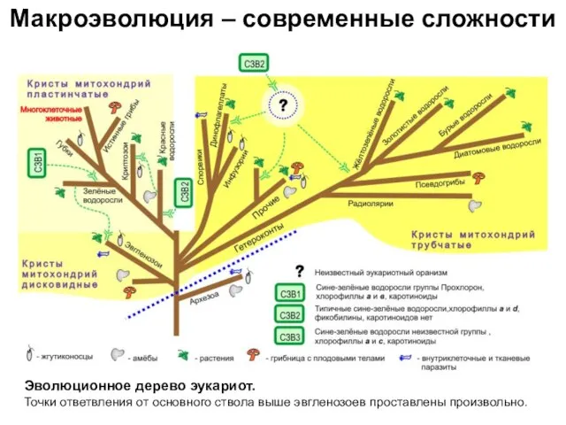 Макроэволюция – современные сложности Эволюционное дерево эукариот. Точки ответвления от основного ствола выше эвгленозоев проставлены произвольно.