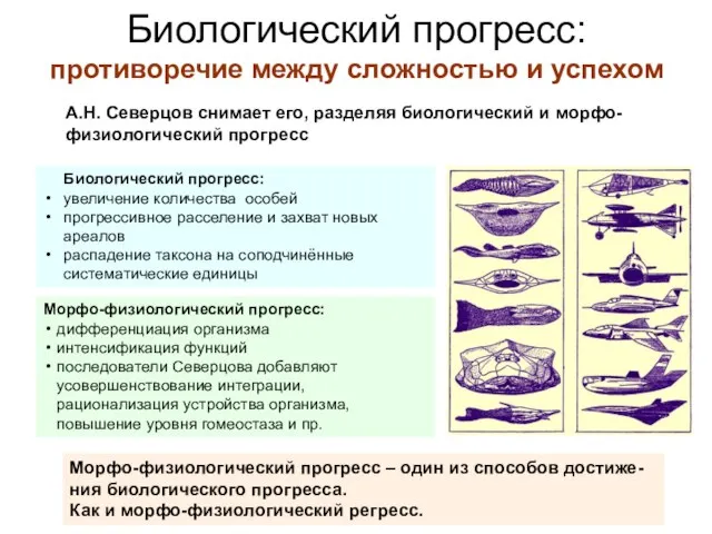 Биологический прогресс: противоречие между сложностью и успехом А.Н. Северцов снимает его, разделяя