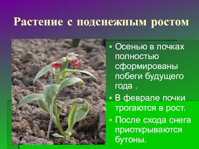 Растение с подснежным ростом Осенью в почках полностью сформированы побеги будущего года