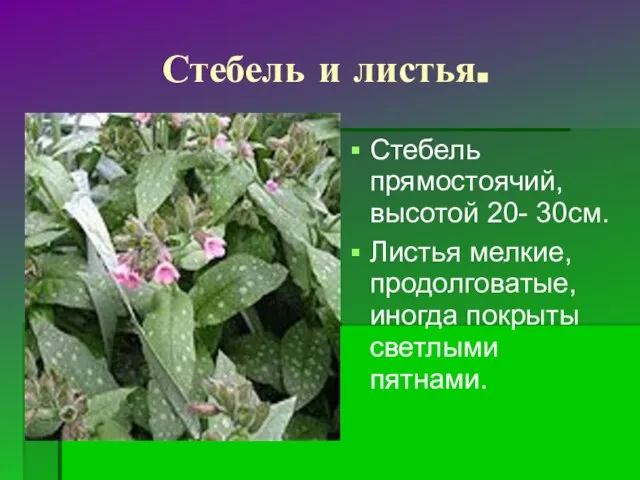 Стебель и листья. Стебель прямостоячий, высотой 20- 30см. Листья мелкие, продолговатые, иногда покрыты светлыми пятнами.