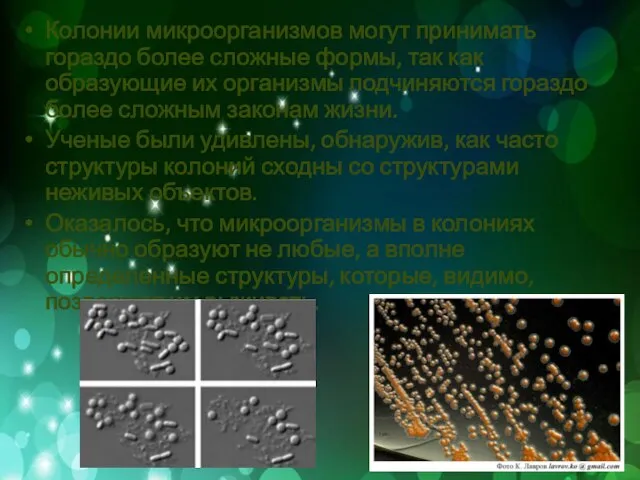 Колонии микроорганизмов могут принимать гораздо более сложные формы, так как образующие их