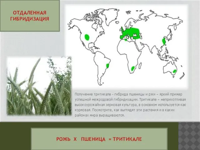 ОТДАЛЕННАЯ ГИБРИДИЗАЦИЯ РОЖЬ Х ПШЕНИЦА = ТРИТИКАЛЕ