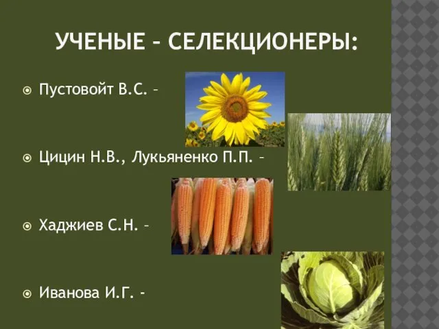 Ученые – селекционеры: Пустовойт В.С. – Цицин Н.В., Лукьяненко П.П. – Хаджиев