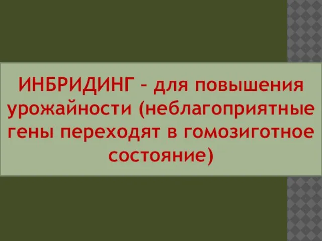 ИНБРИДИНГ – для повышения урожайности (неблагоприятные гены переходят в гомозиготное состояние)