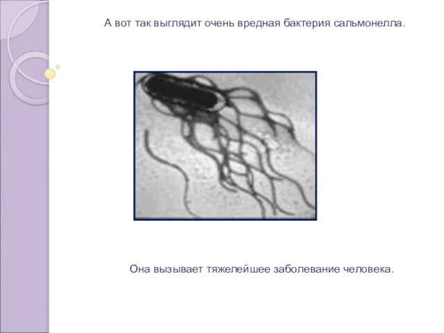 А вот так выглядит очень вредная бактерия сальмонелла. Она вызывает тяжелейшее заболевание человека.