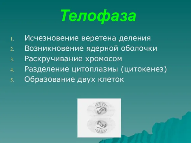 Телофаза Исчезновение веретена деления Возникновение ядерной оболочки Раскручивание хромосом Разделение цитоплазмы (цитокенез) Образование двух клеток