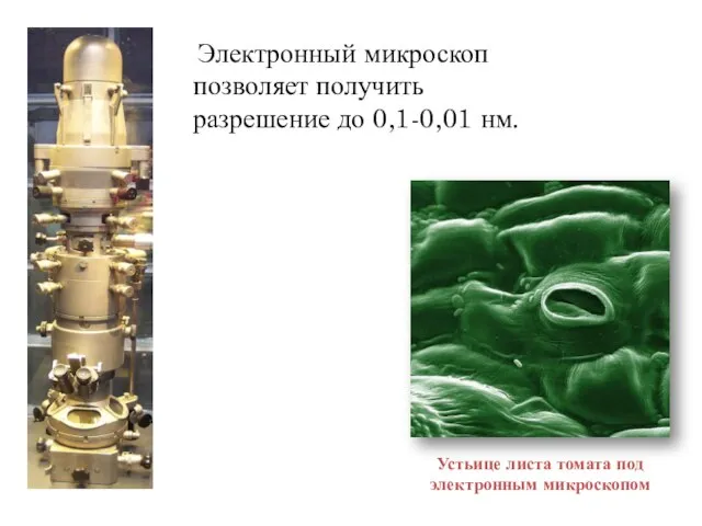 Электронный микроскоп позволяет получить разрешение до 0,1-0,01 нм. Устьице листа томата под электронным микроскопом
