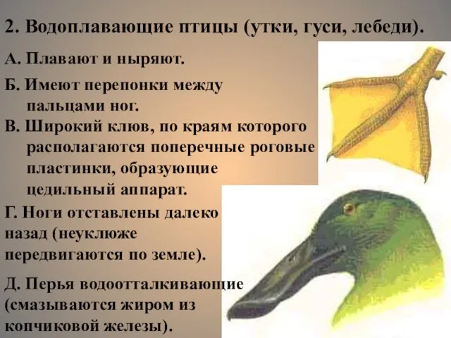 2. Водоплавающие птицы (утки, гуси, лебеди). А. Плавают и ныряют. Б. Имеют