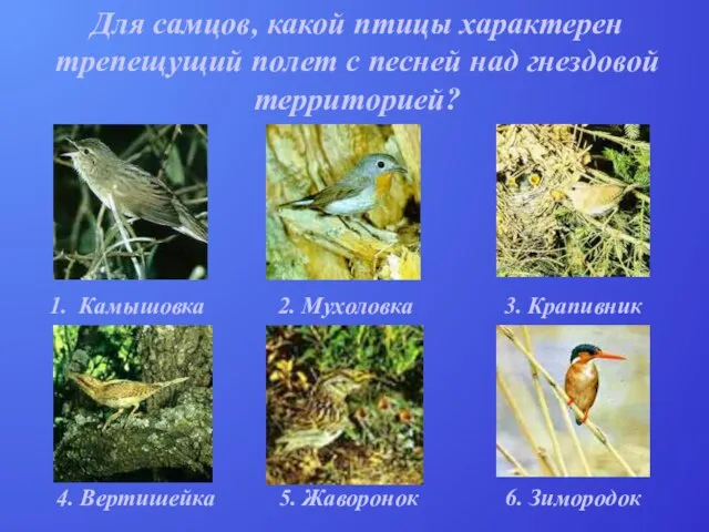 Для самцов, какой птицы характерен трепещущий полет с песней над гнездовой территорией?