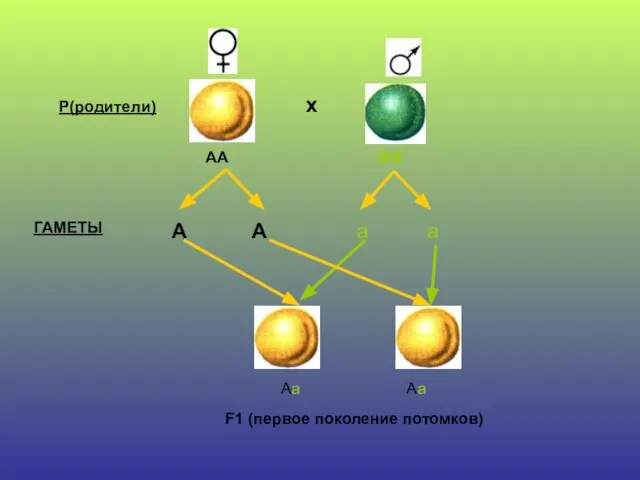 х АА аа А А а а ГАМЕТЫ Р(родители) F1 (первое поколение потомков) Аа Аа