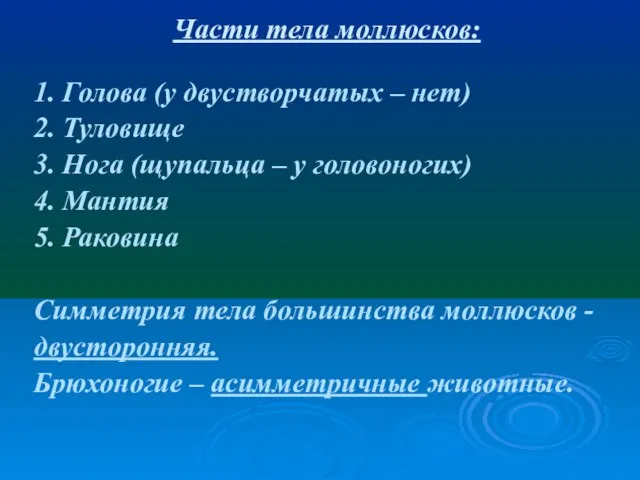 Части тела моллюсков: 1. Голова (у двустворчатых – нет) 2. Туловище 3.