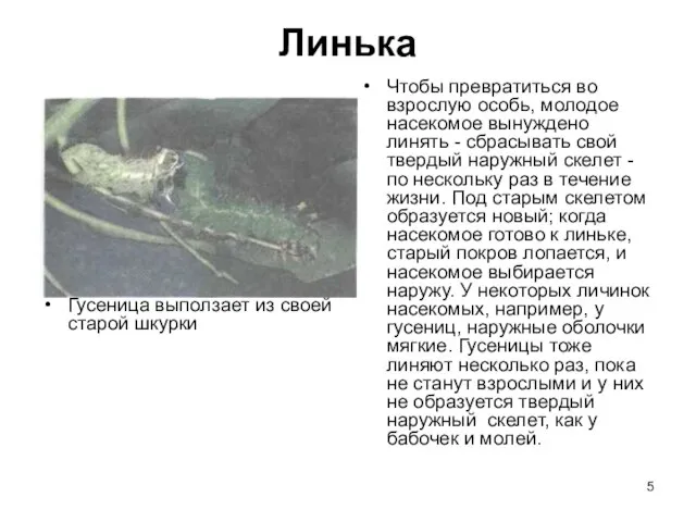 Линька Гусеница выползает из своей старой шкурки Чтобы превратиться во взрослую особь,