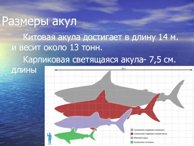Размеры акул Китовая акула достигает в длину 14 м. и весит около