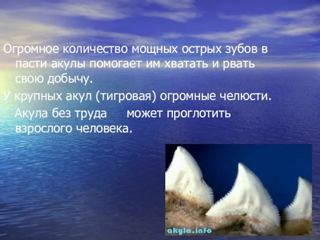 Огромное количество мощных острых зубов в пасти акулы помогает им хватать и