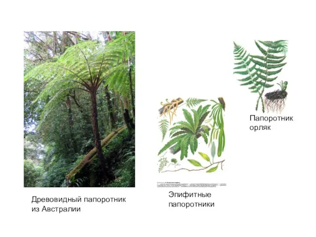 Папоротник орляк Эпифитные папоротники Древовидный папоротник из Австралии