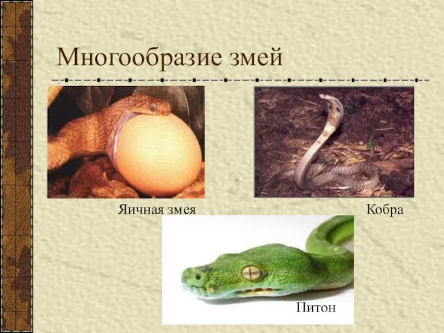 Многообразие змей Яичная змея Кобра Питон