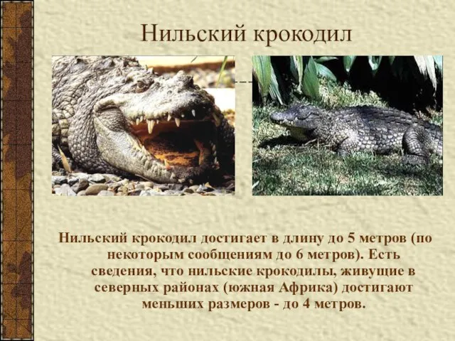 Нильский крокодил Нильский крокодил достигает в длину до 5 метров (по некоторым