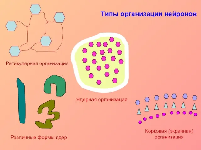 Типы организации нейронов